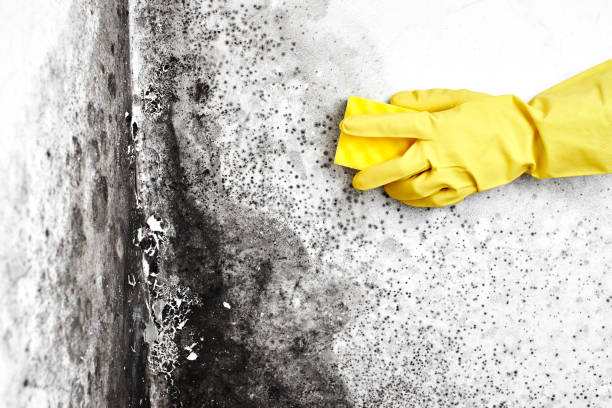 Best Mold Testing  in Sheldon, IL
