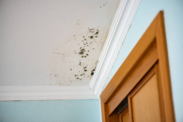 Best Fast Mold Removal  in Sheldon, IL
