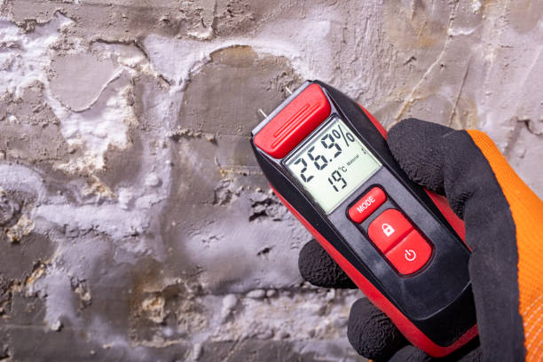 Best Attic Mold Removal  in Sheldon, IL