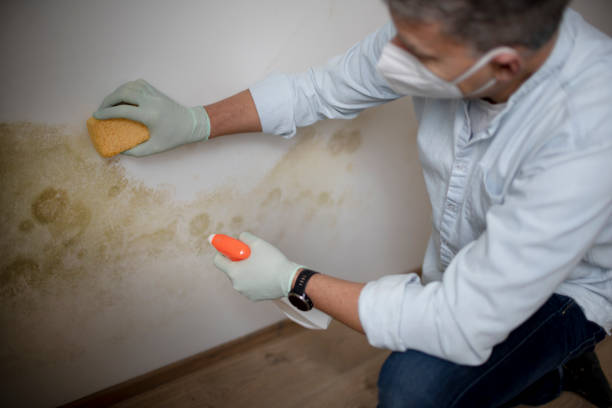 Best Local Mold Removal Service  in Sheldon, IL