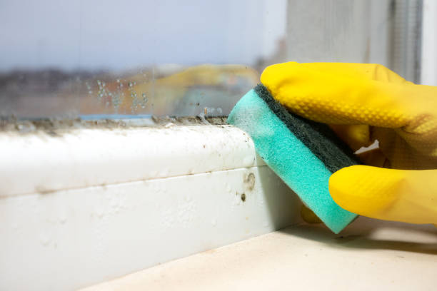 Best Home Mold Removal  in Sheldon, IL