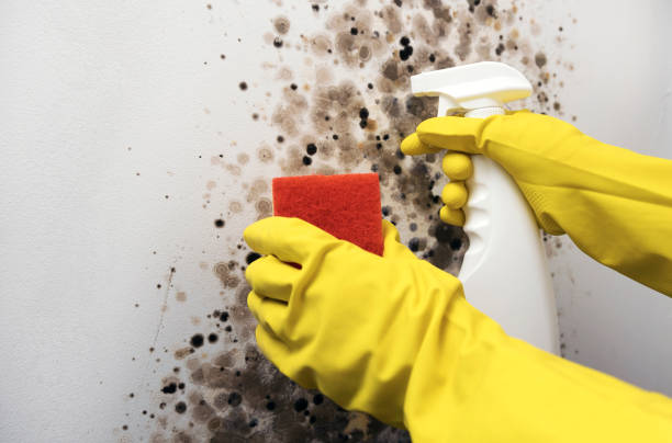 Mold Removal and Inspection in Sheldon, IL
