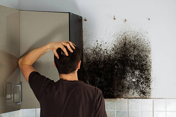 Best Crawl Space Mold Removal  in Sheldon, IL
