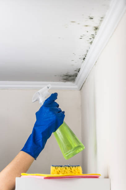 Best Mold Removal Company Near Me  in Sheldon, IL